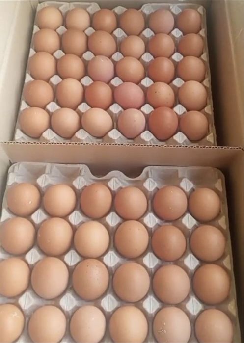 Яйцо обвалка окорочка крылья курица тушка фарш филе грудка говядина