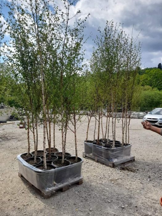 Copaci ornamentali,  arbori decorativi