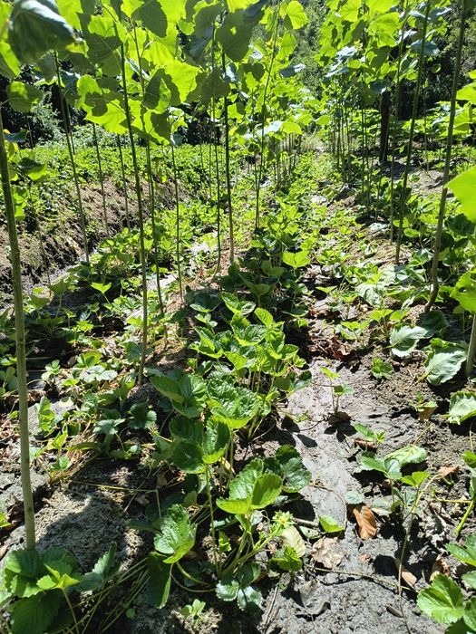 Топола едногодишни  фиданки