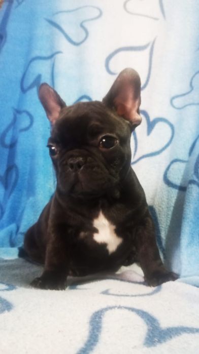 Mascul bulldog francez