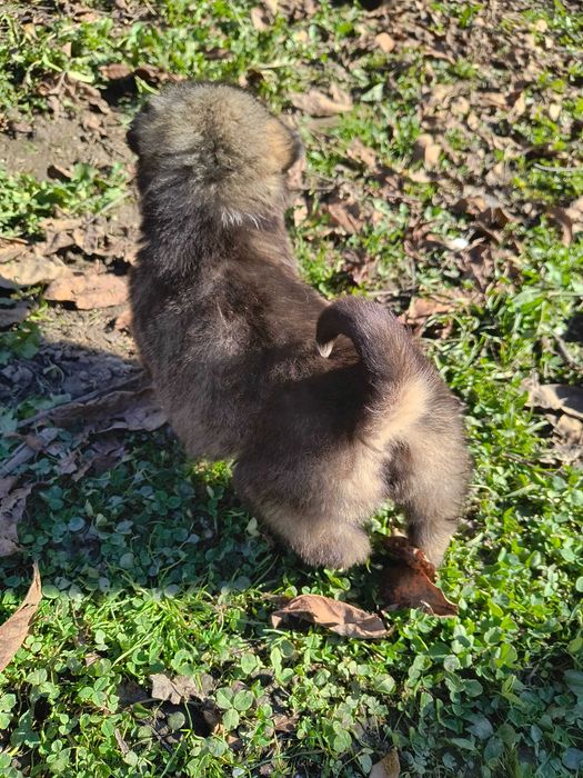 Pui de Alabai Ciobanesc Asia Centrala