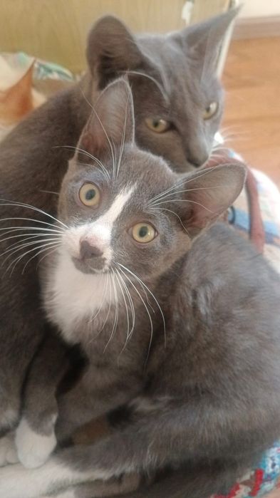 Отдаем в добрые руки котенка
