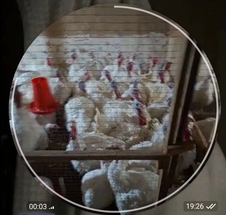 Kurka / induk / индук / курка / индутка / indudka