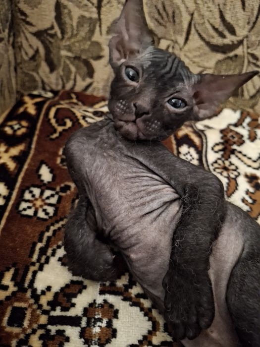 Сфинкс девочка, красавица 1,5 мес.