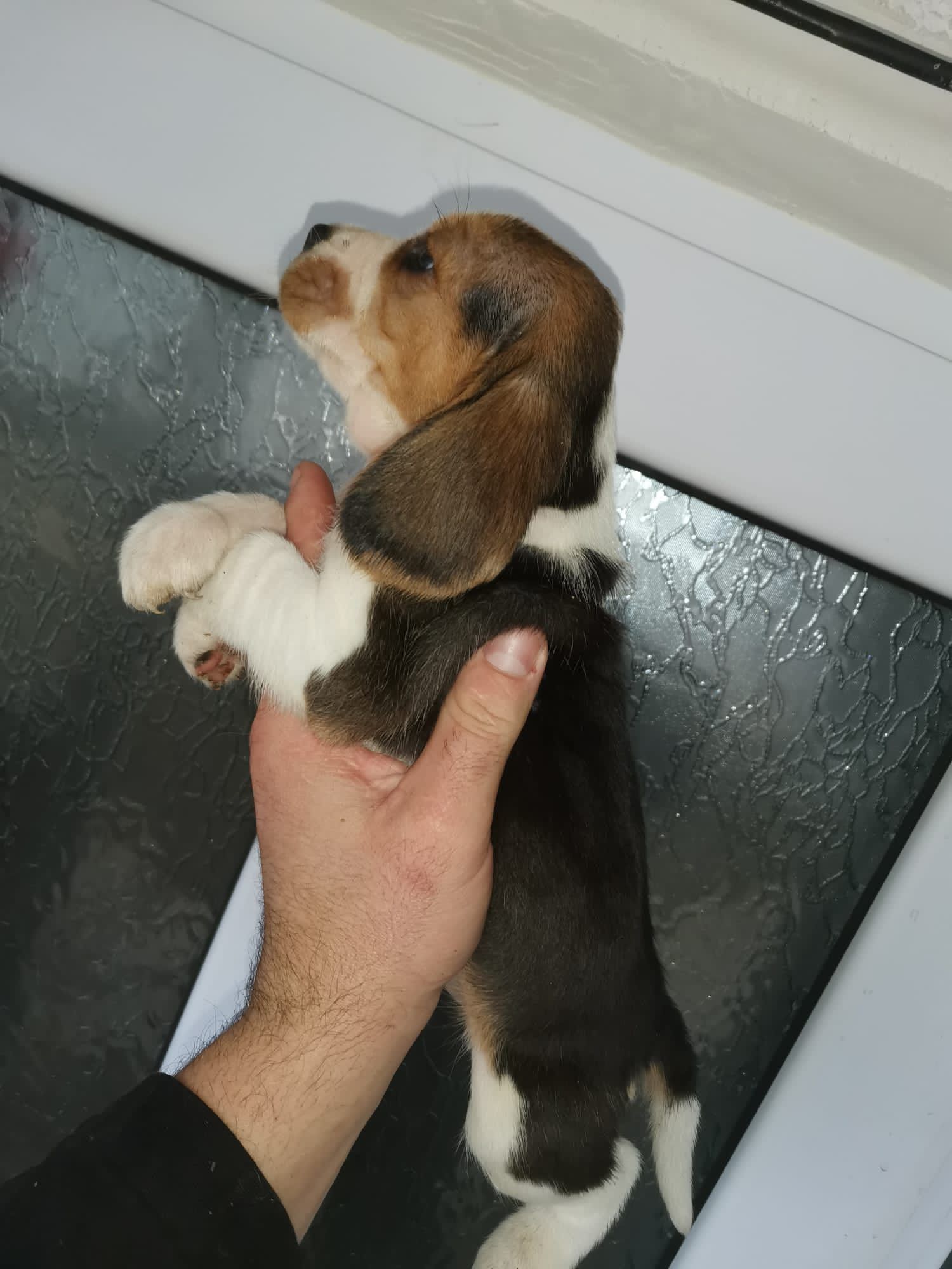 Beagle tricolor din parinti cu pedigree