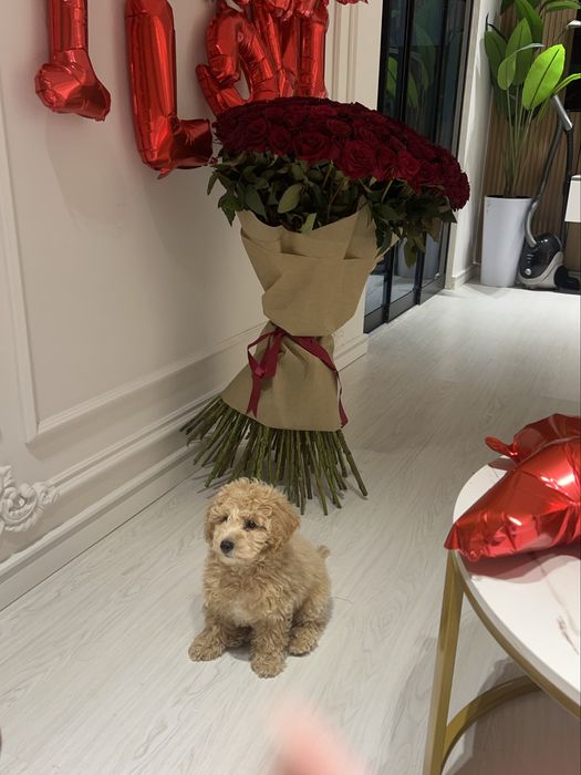 Продается мальтипу 4 месяца