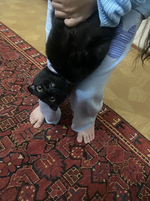 Самка Кошка (Не уличная!) Домик и Туалет в подарок