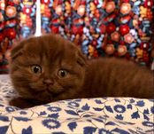 Skotish fold Choko скоттиш фолд шоколад