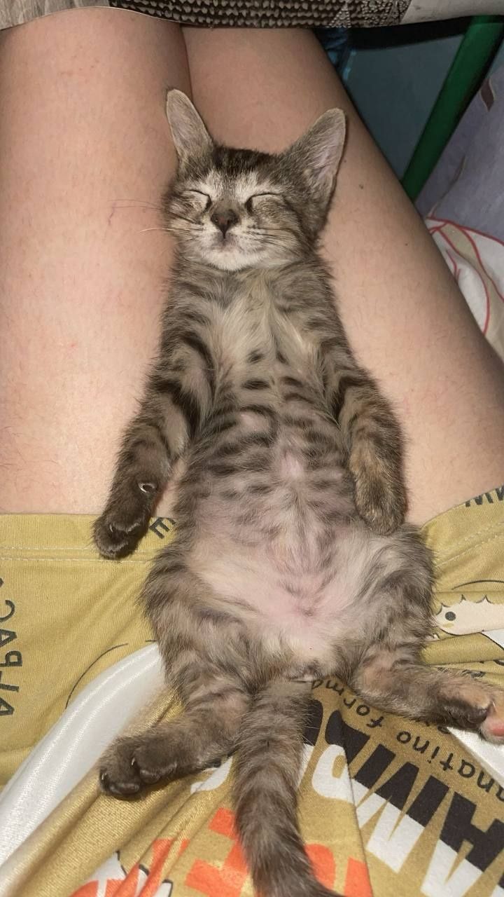 Отдам даром котят