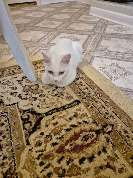 Беленькая кошка кошечка