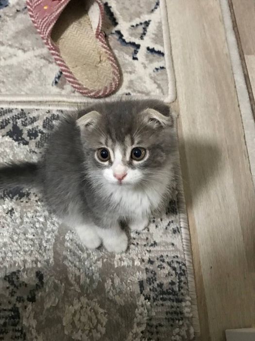 скотиш фолд мирамир