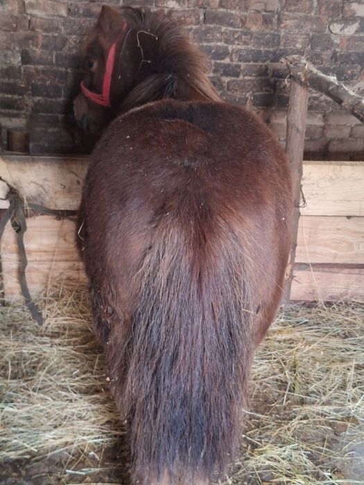 Vand poneita gestanta