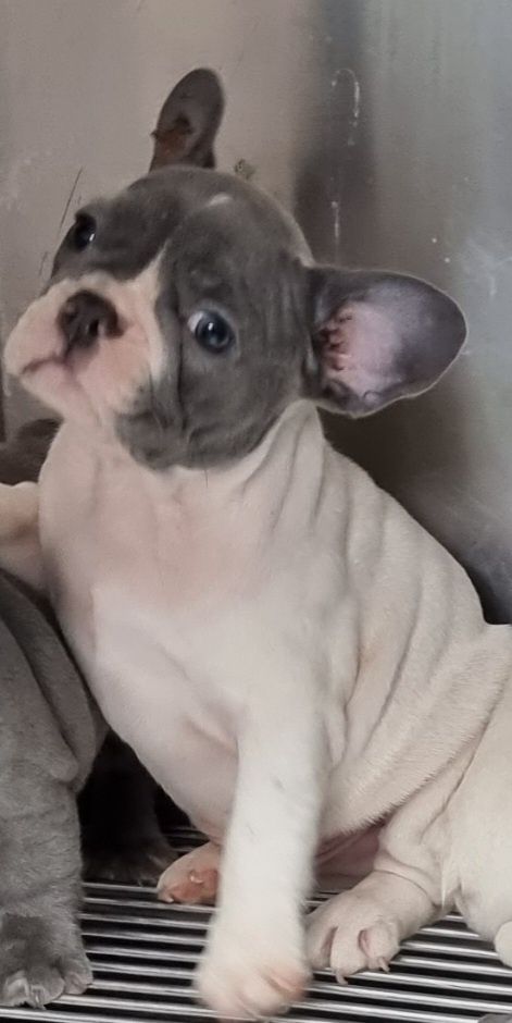 Bulldog francez mascul blue cu alb