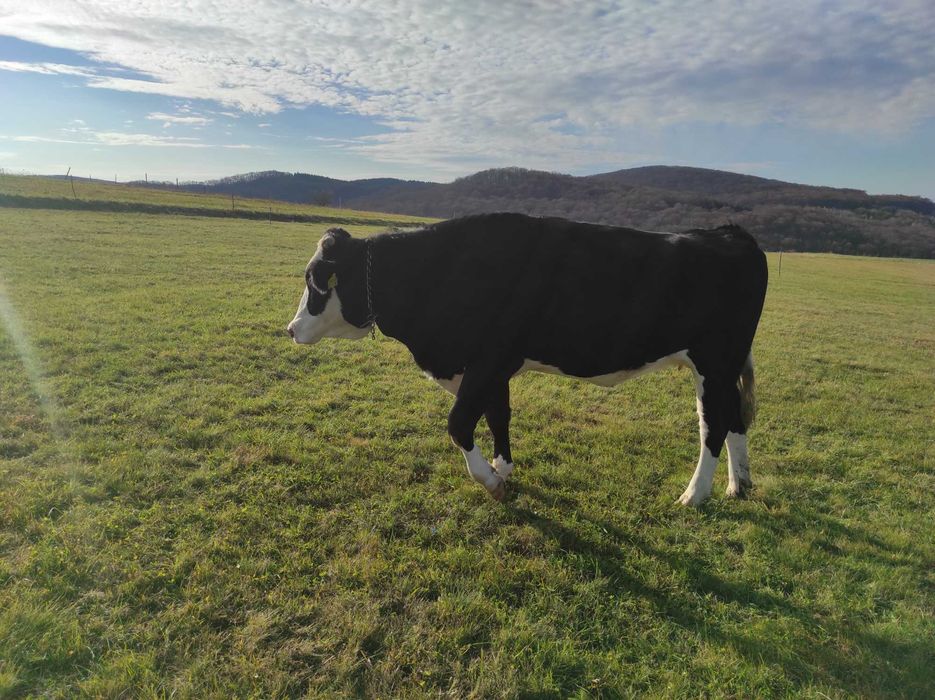 Vând 2 vaci cu lapte și 2 juninci gestante, înscrise în COP