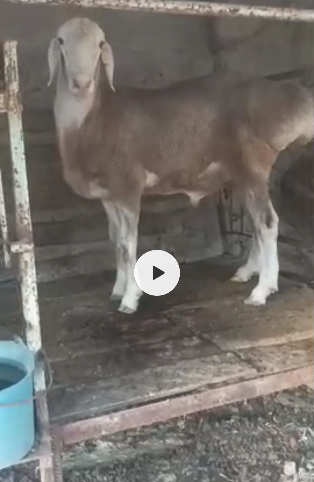 Assalomu alaykum qoʻchqor sotlad 2tiwga oʻtgan yaxw qoʻchqor manzil Ya