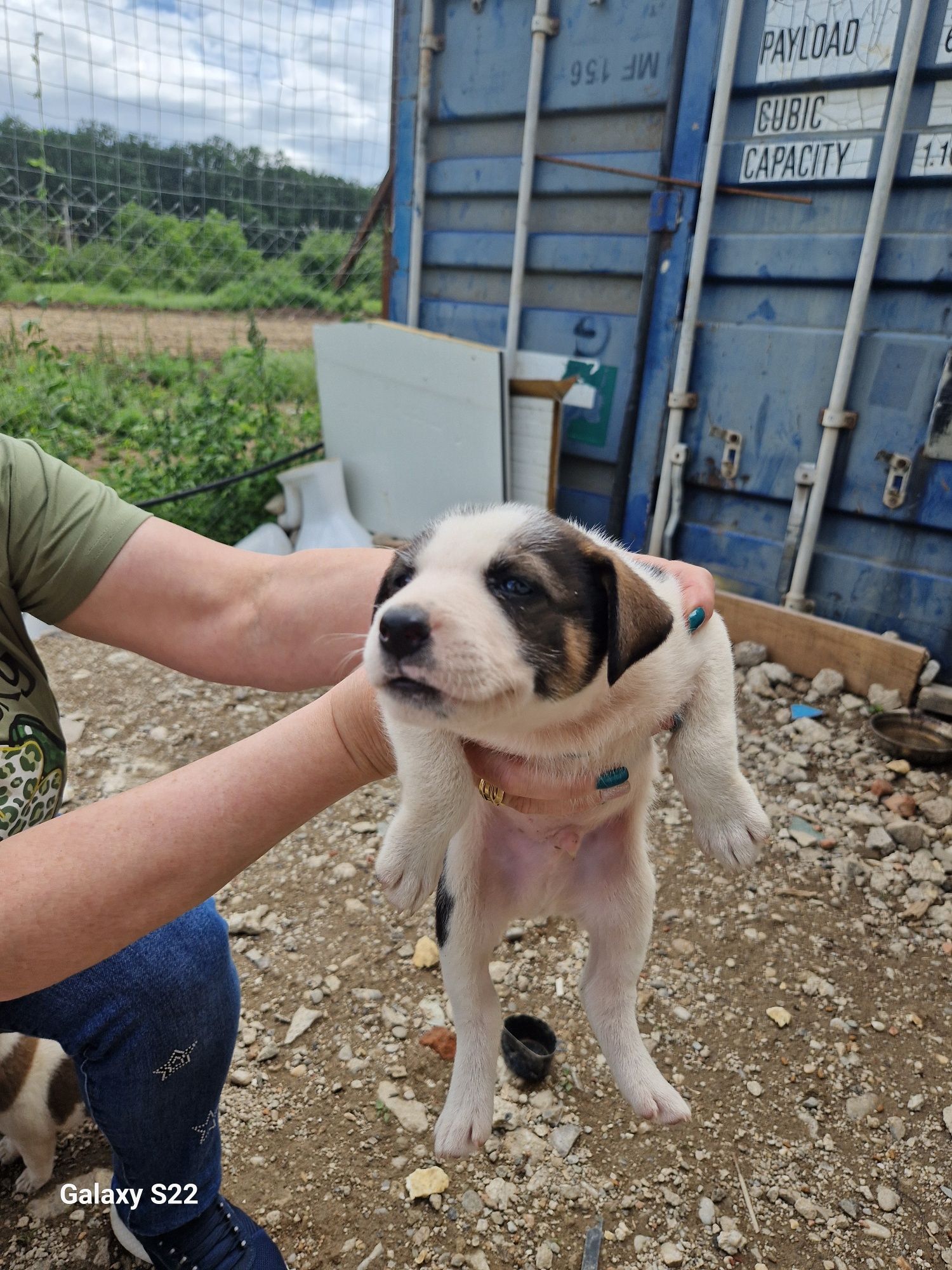 Catelusi pentru adoptie