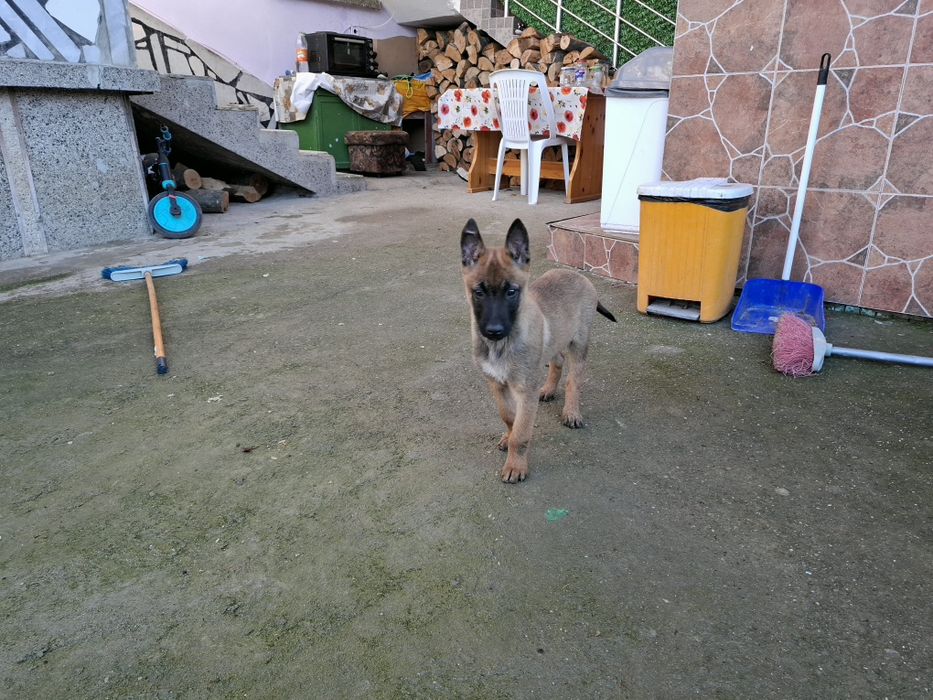 Белгийска овчарка малиноа