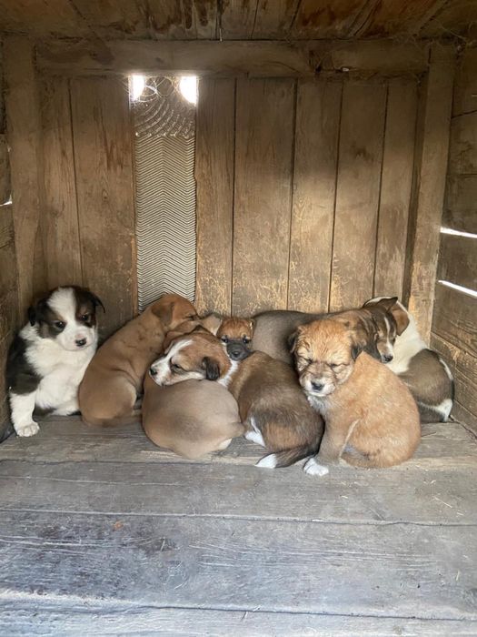 Отдам красивых щенят в добрые руки