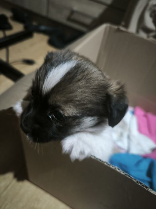 Donez catelusa de maxim o luna probabil pechineza