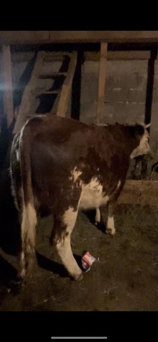 De vanzare baltata germana gestanta 4 luni