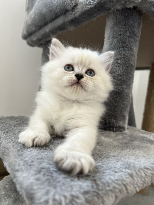 Pisicuțe de 6 săptămâni – jucăușe și foarte dragute