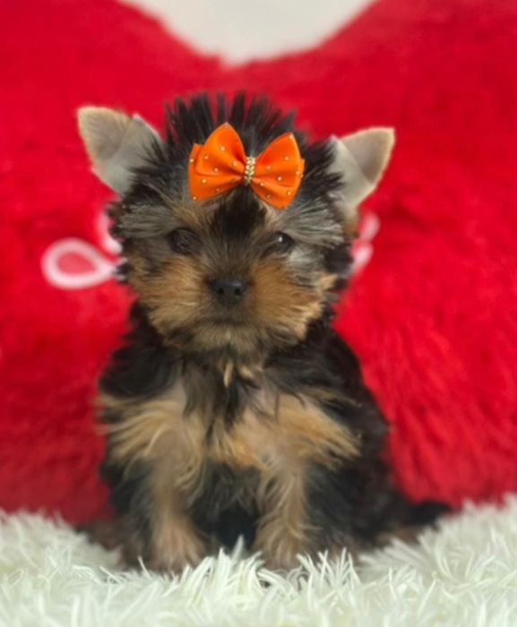 Йоркширский терьер мальчик