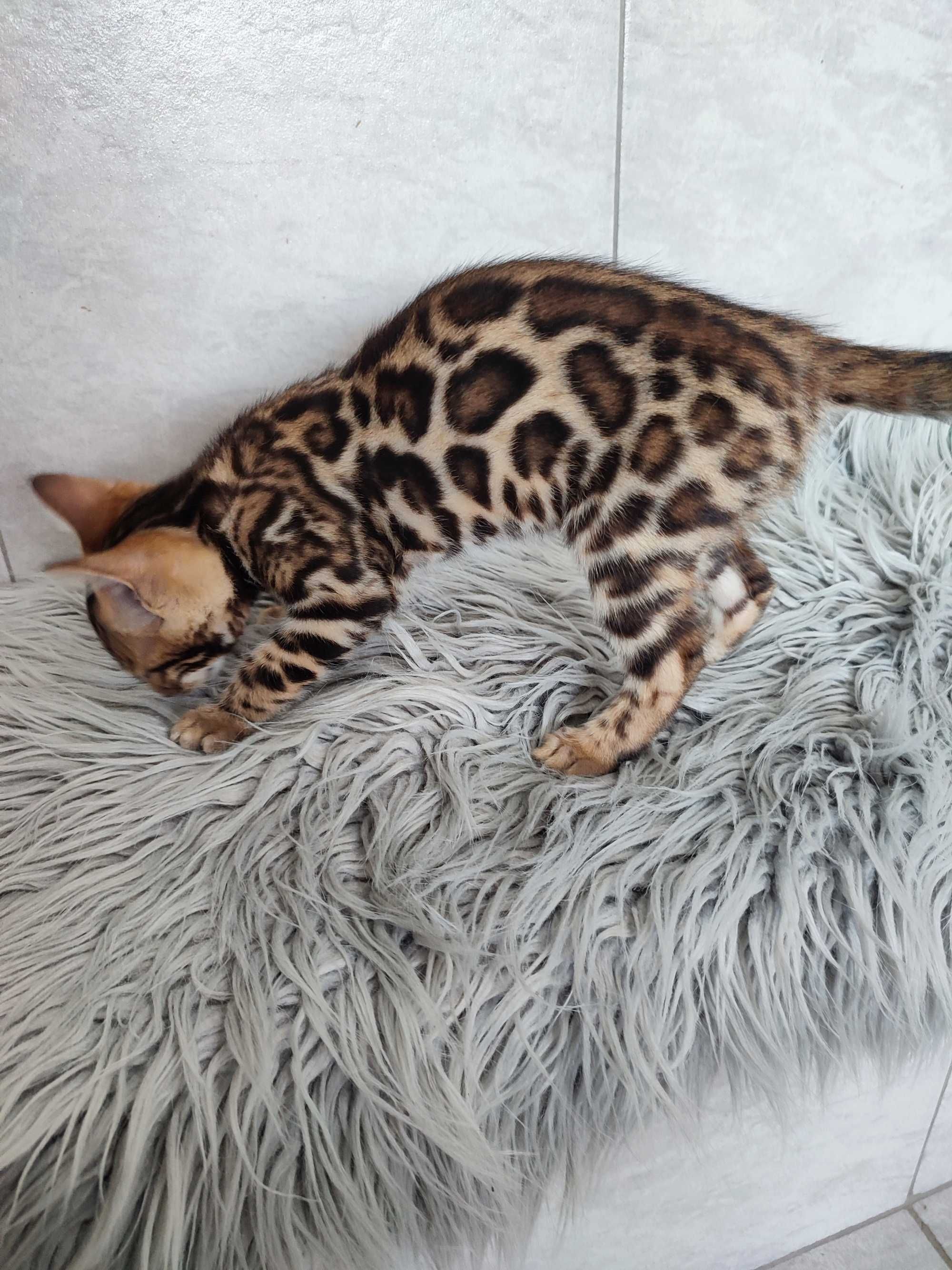 Pisicuta bengal cu pedigree