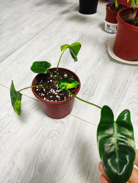 Филодендрон бурле Макс