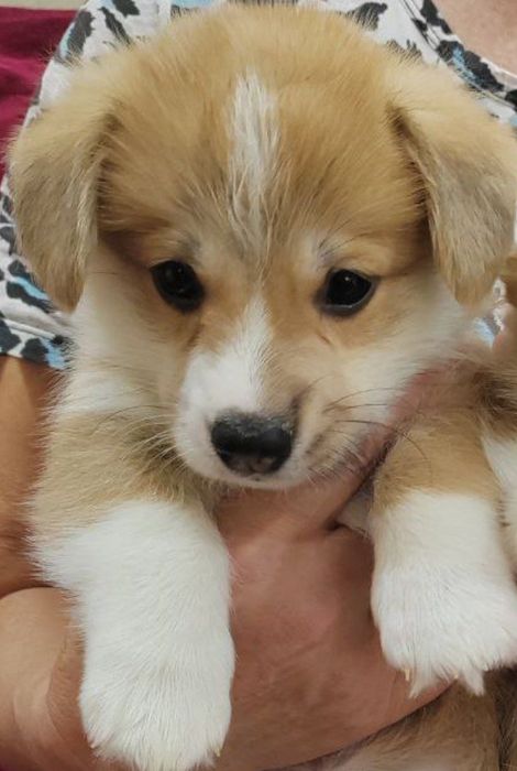 Щенки Вельш Корги Пемброк