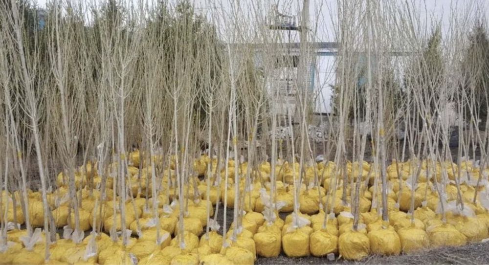 Ива Клен тополь вязь береза