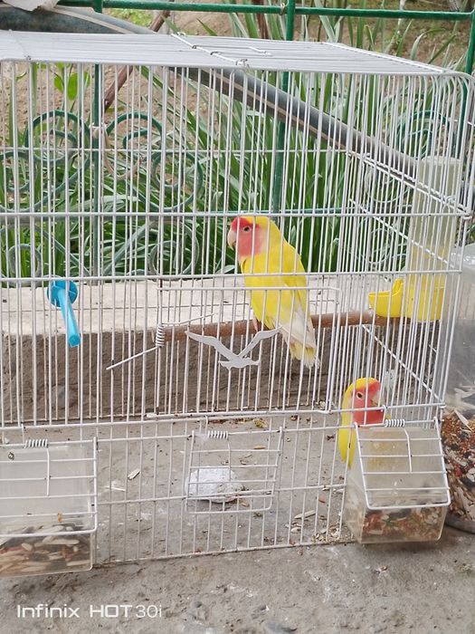 Неразлушка битта индан иккиси 7 ойлик, кафаси билан 500 000 сўмг