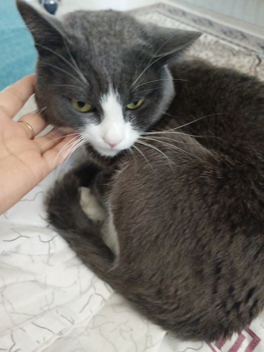 Отдам бесплатно кота в хорошие руки