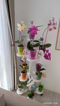 Suport flori / orhidee