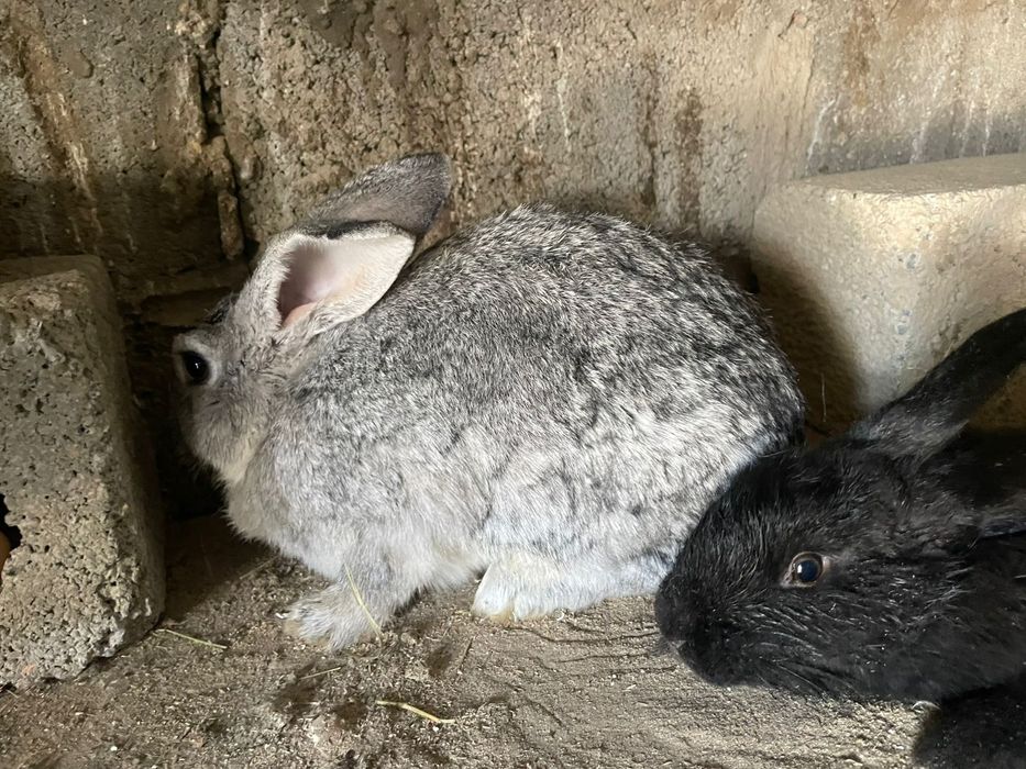 Кролики и Продам