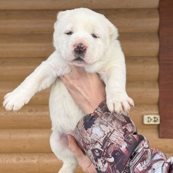 Алабай щенки 40000