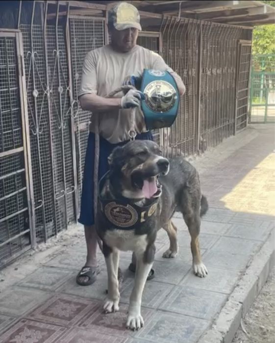 Щенки САО, Азиат, Тобет