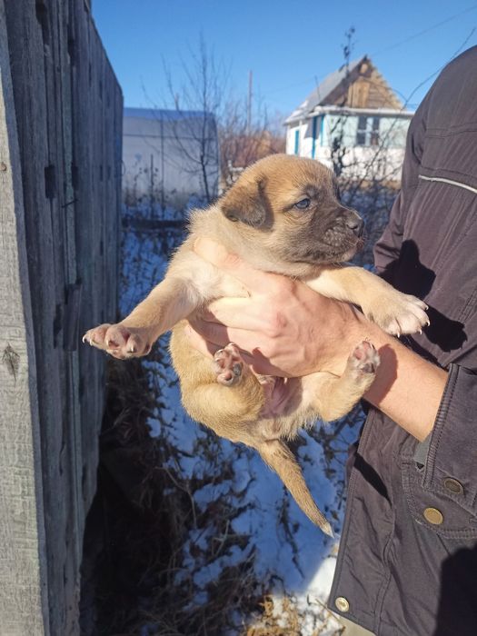 Щенок №3. С большой забавной головой