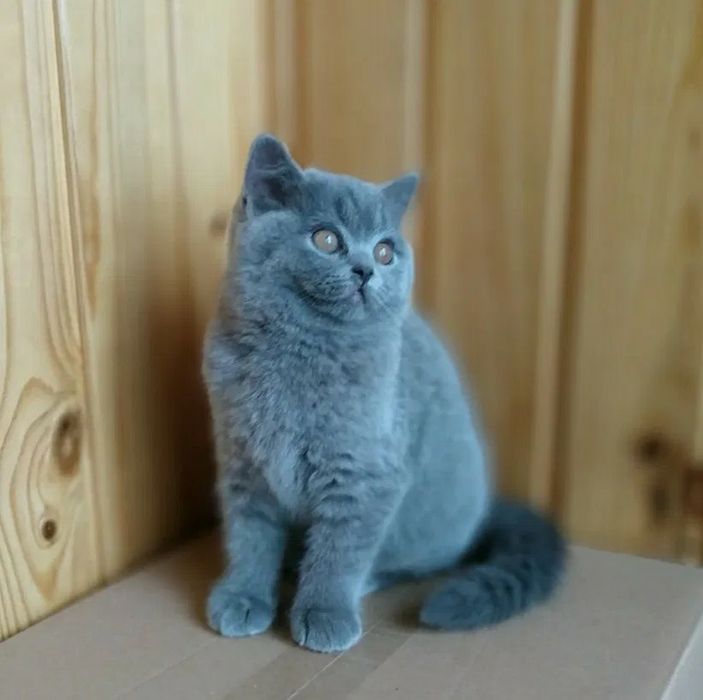 British shorthair,asigur transport!
