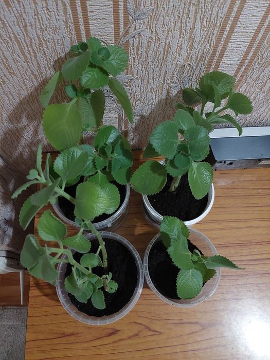 Мята комнатная душистая ароматная