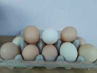 Vând oua de gaini țărănești