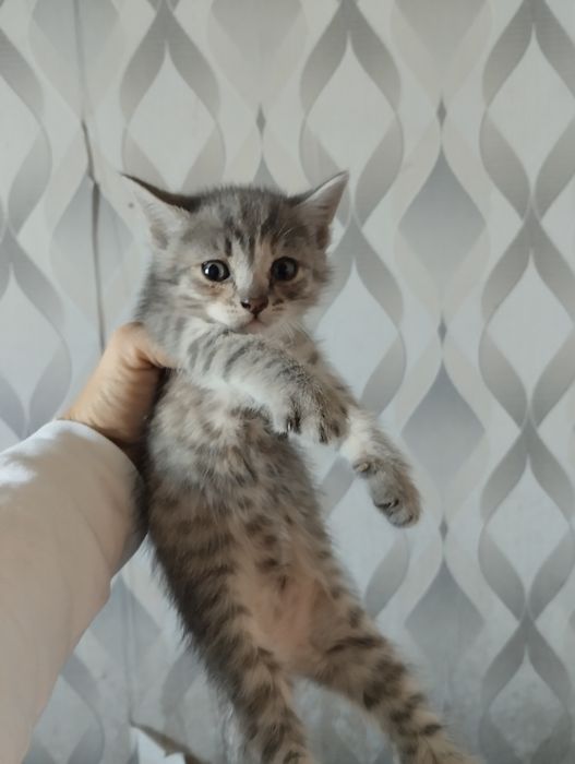 Отдам котят милашек