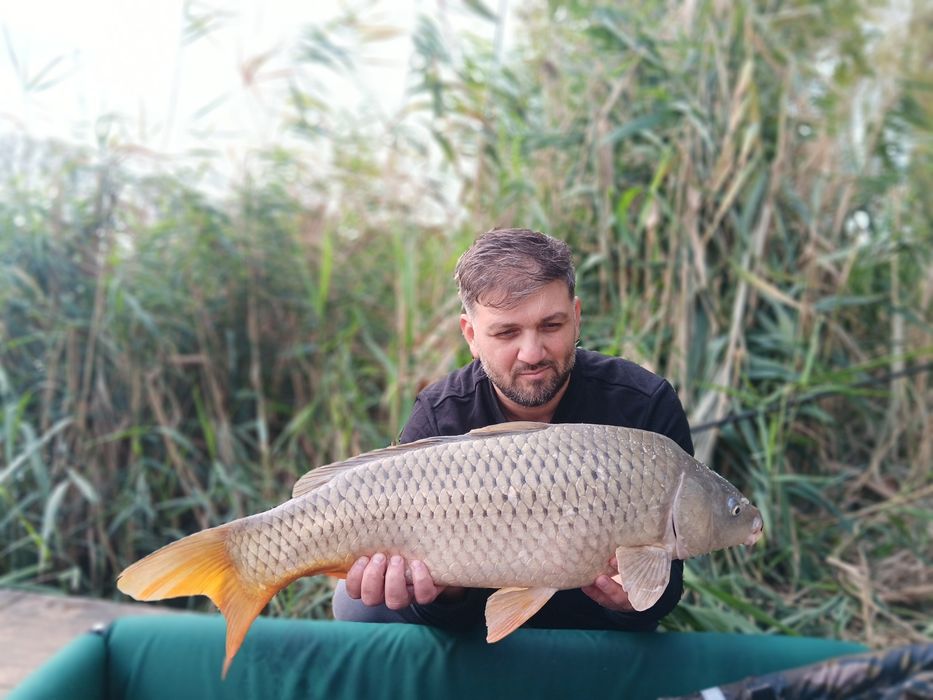 20  Monturi pescuit crap,cu momitor