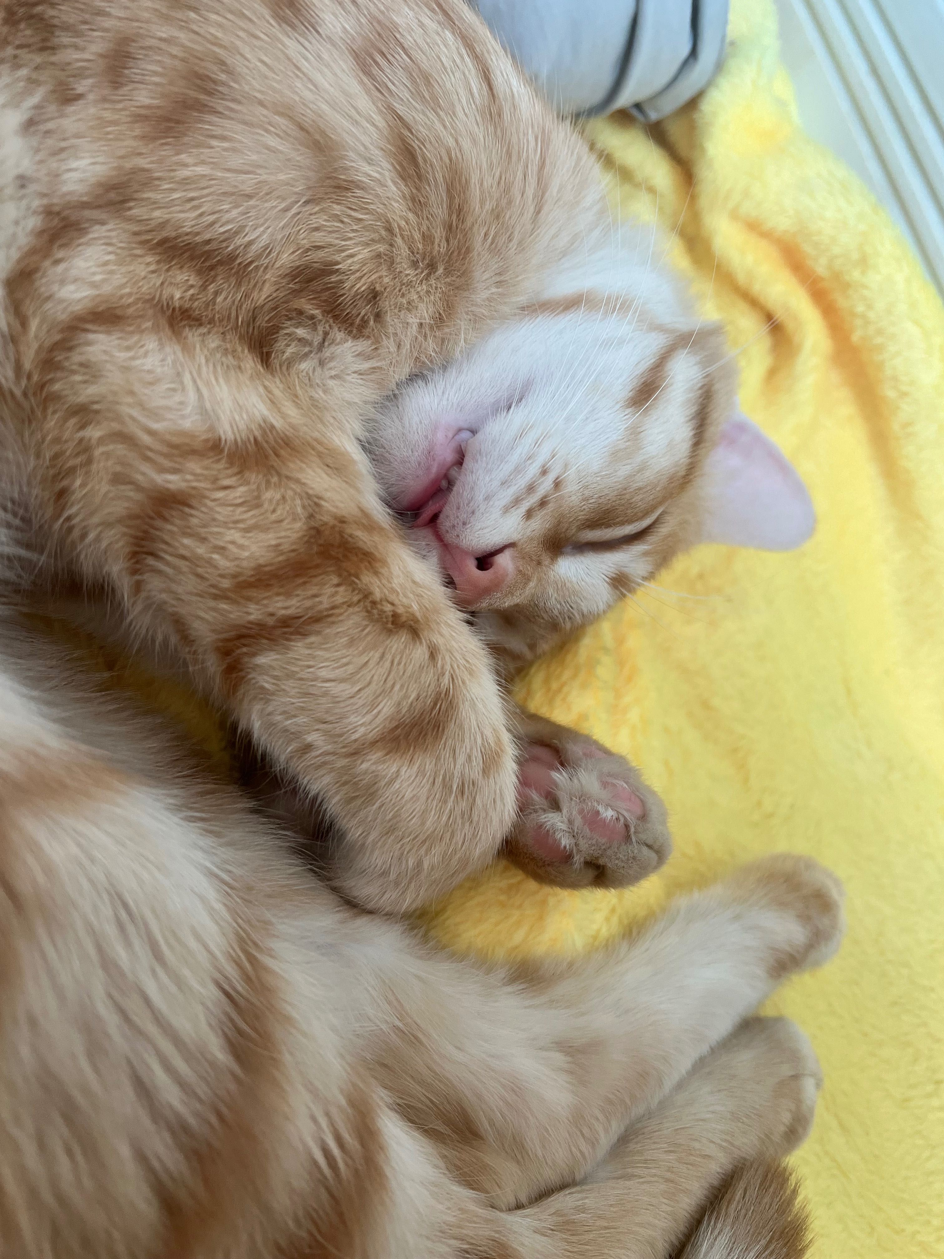Отдам Кота бесплатно