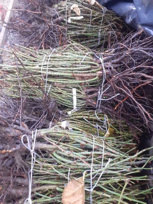 Butași trandafir cu rădăcină liberă