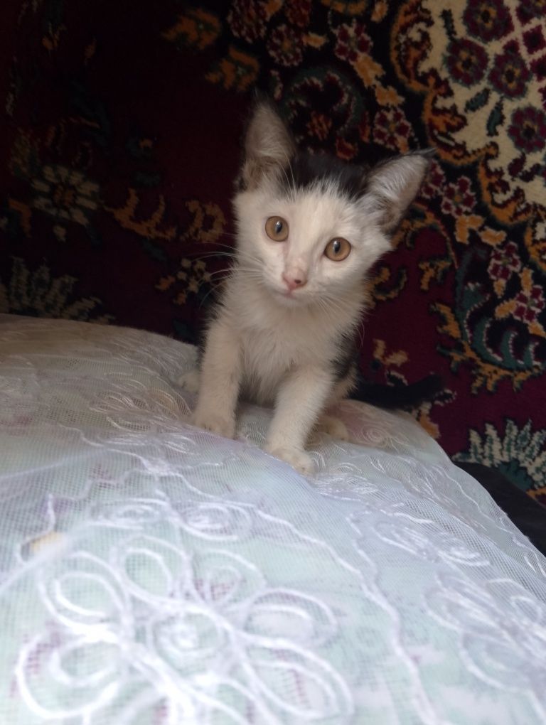 Отдам котят в хорошие руки ,беспатно,им по 2 месяца, 2 мальчика и 2 де