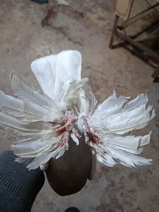 Продам голубей Тасманов