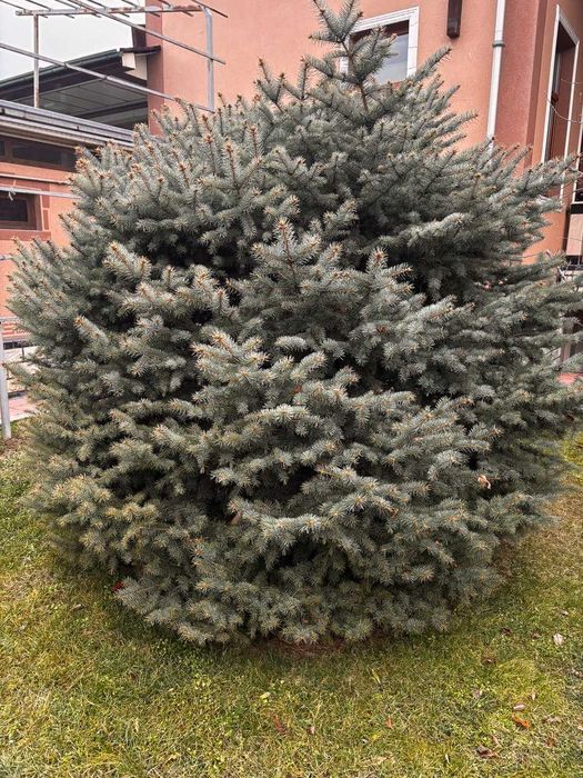 Арча, Ёлка живая