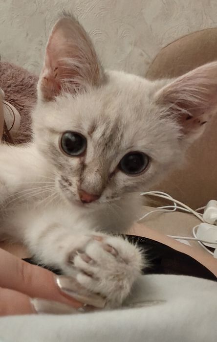 Отдам в добрые руки