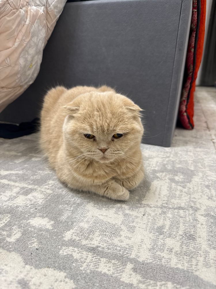 Скотш фолд сотилади