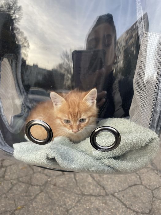 Подарявам бебе коте